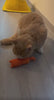 Un chat qui joue avec le jouet à l’herbe à chat
